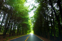 Road Through Mills River