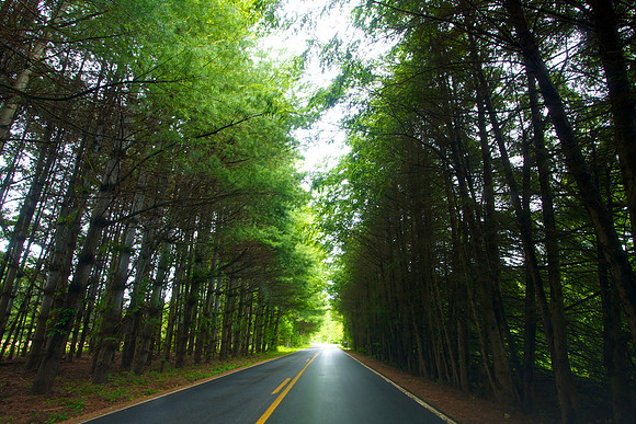Road Through Mills River