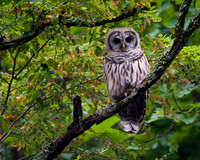 Barred Owl on the Blue Ridge Parkway