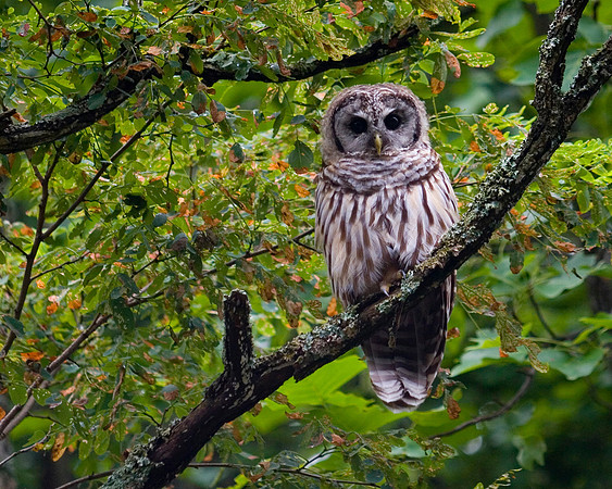 Barred Owl on the Blue Ridge Parkway