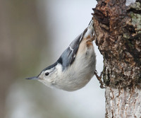 Nuthatch in Winter