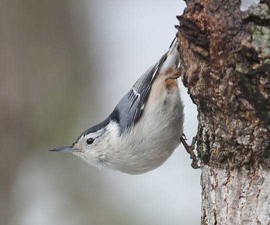 Nuthatch in Winter