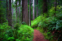 Path through the redwoods